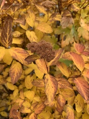 Spiraea betulifolia