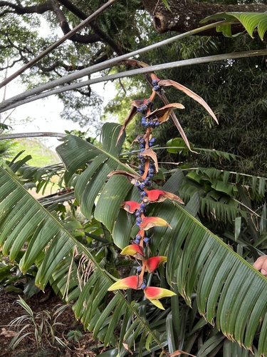 Heliconia platystachys observed 2022-10-20