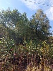 Alnus hirsuta