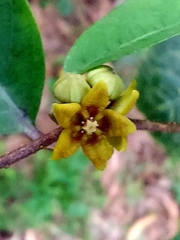 Hemidesmus indicus