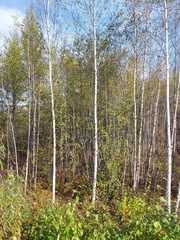 Betula platyphylla