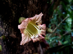 Crescentia cujete