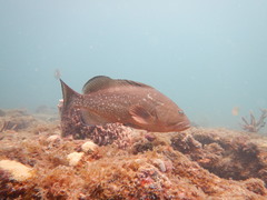 Epinephelus morio