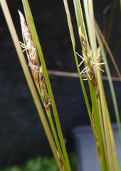 Carex litorosa