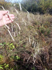 Sanguisorba parviflora