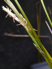 Carex litorosa