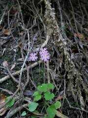 Primula malacoides