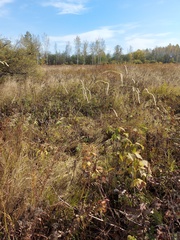 Sanguisorba parviflora