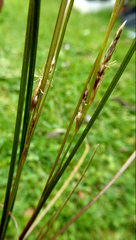 Carex litorosa