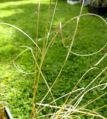 Carex litorosa