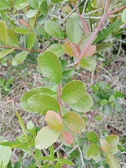 Maytenus procumbens