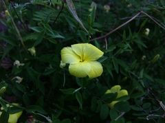 Haplophyton crooksii