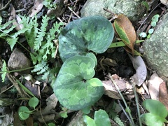 Asarum macranthum