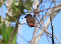 Chrysolampis mosquitus