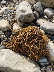 Laminariaceae