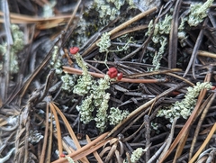 Cladonia bellidiflora