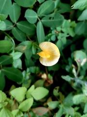 Arachis hypogaea
