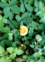 Arachis hypogaea