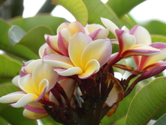 Plumeria rubra