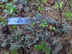 Cladonia bellidiflora