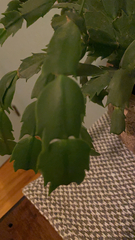 Schlumbergera truncata