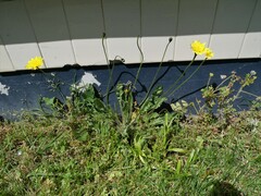 Leontodon saxatilis saxatilis