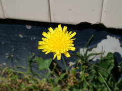 Leontodon saxatilis saxatilis