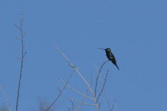 Heliomaster furcifer