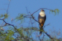 Falco femoralis