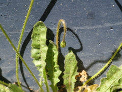 Leontodon saxatilis saxatilis