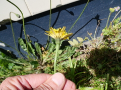 Leontodon saxatilis saxatilis