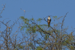 Falco femoralis