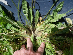 Leontodon saxatilis saxatilis