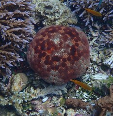 Culcita novaeguineae