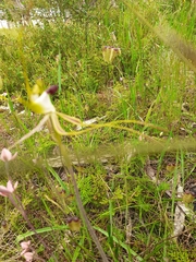 Caladenia tentaculata