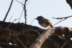 Hemitriccus margaritaceiventer