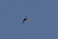 Heliomaster furcifer