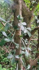 Crescentia alata