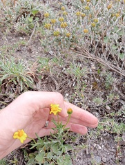 Senecio litorosus