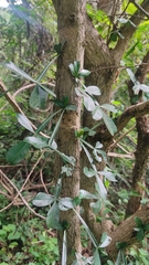 Crescentia alata