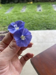 Jacquemontia pentanthos