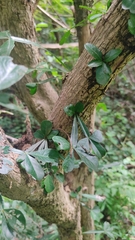 Crescentia alata