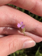 Petrorhagia nanteuilii