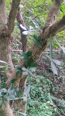 Crescentia alata