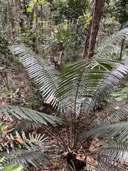 Lepidozamia hopei