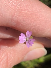 Petrorhagia nanteuilii