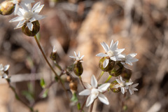 Rhodanthe stricta