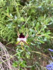 Caladenia