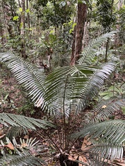 Lepidozamia hopei