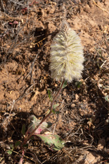 Ptilotus nobilis